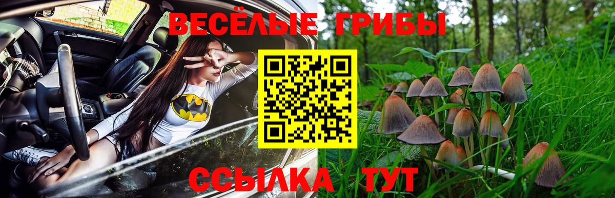 Галлюциногенные грибы Psilocybe  Артём 